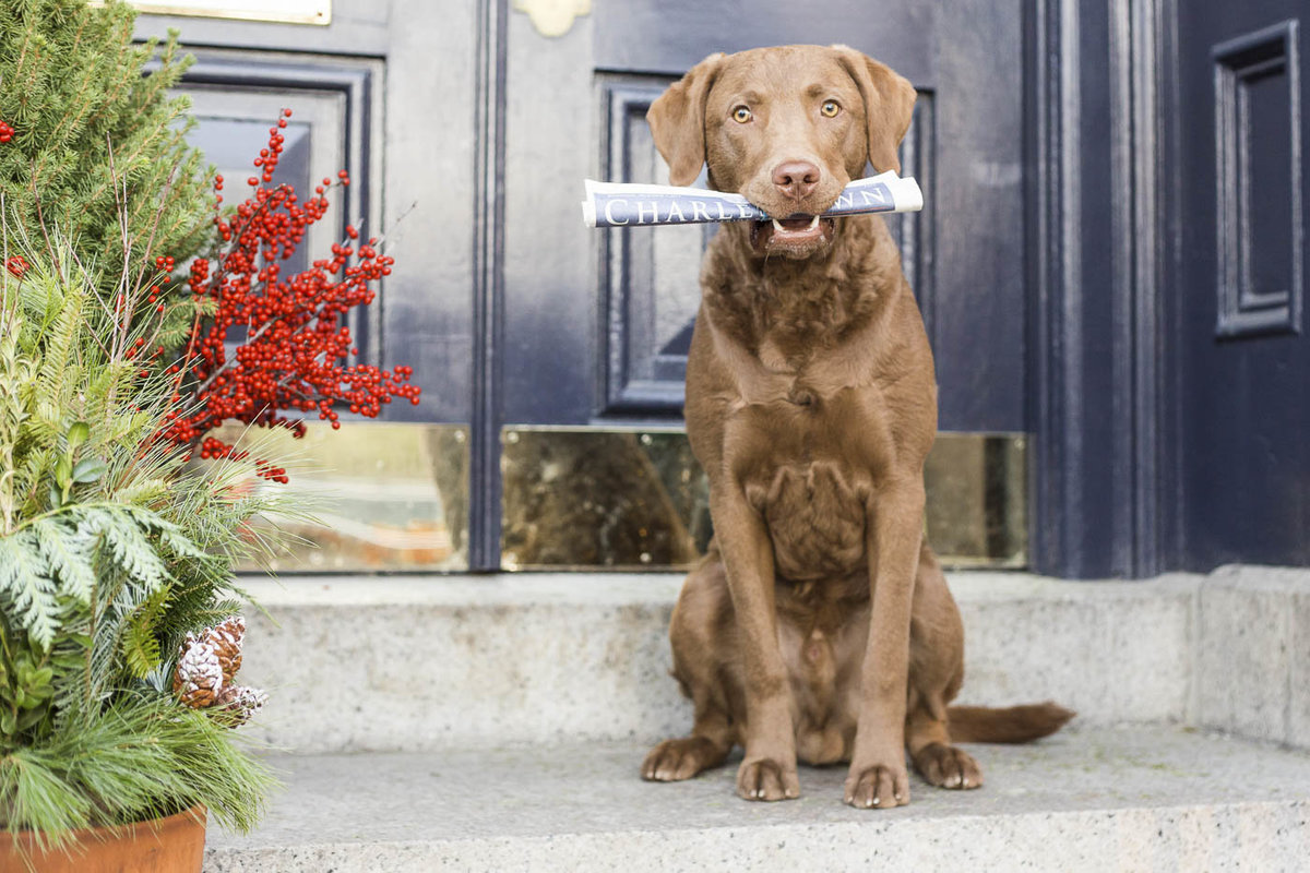 Chesapeake Bay Retriever holding a newspaper in mouth