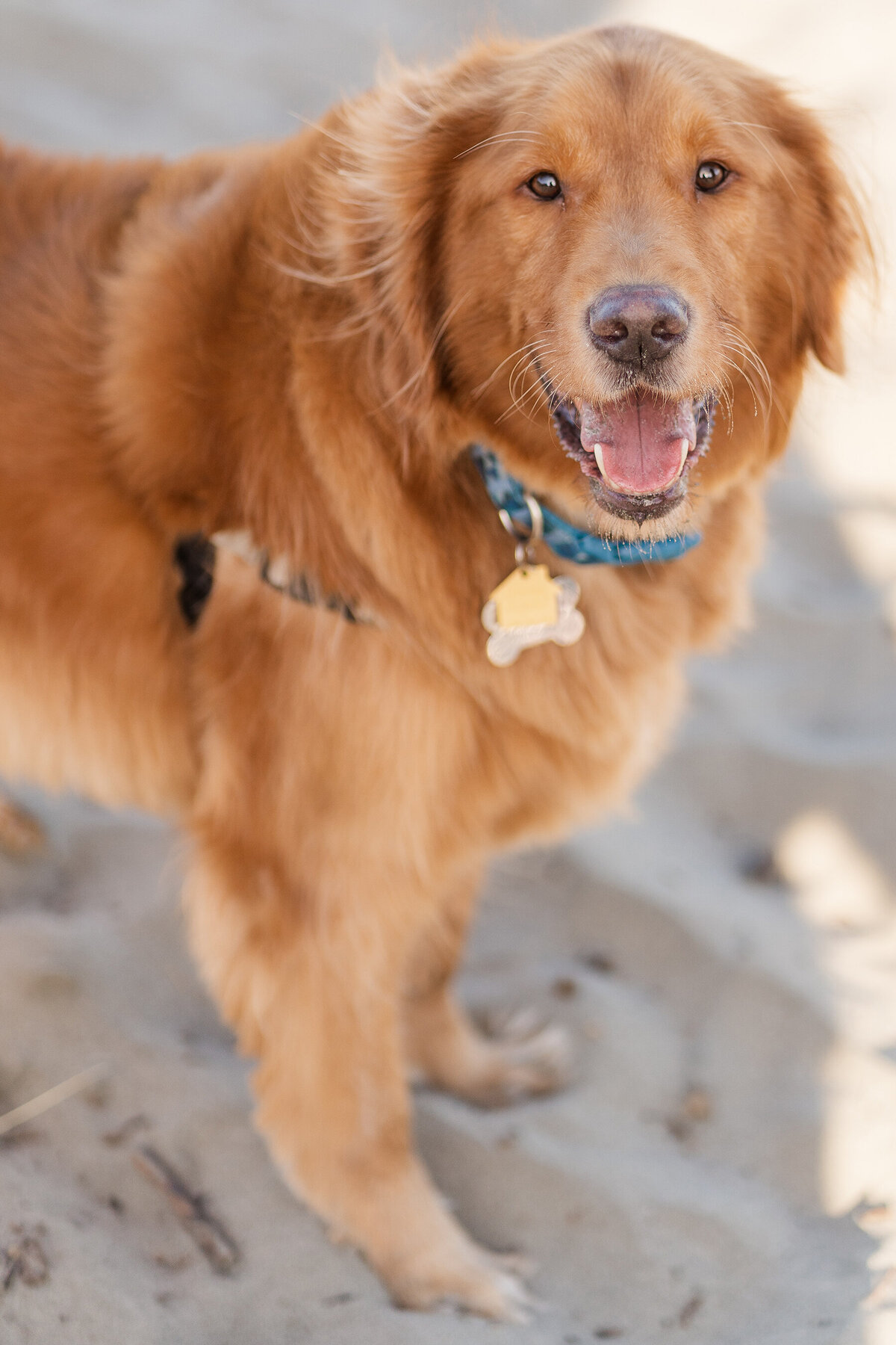 Bodega Bay - Doran Beach Engagement Photos-006