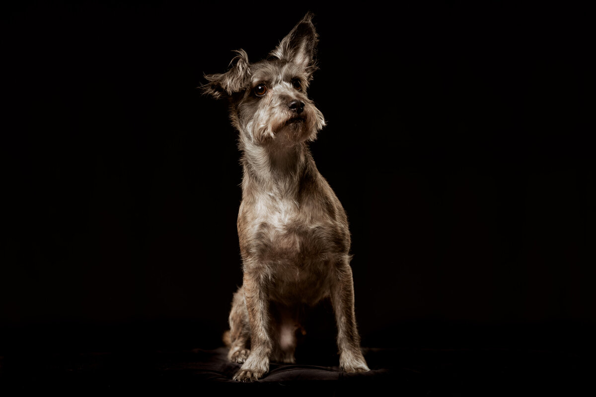 seattle-pet-photographer-10