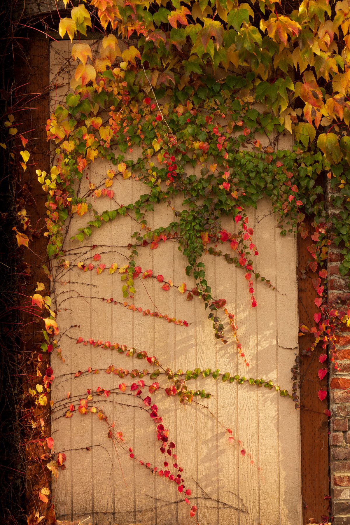 fall_leaves_2351 C1
