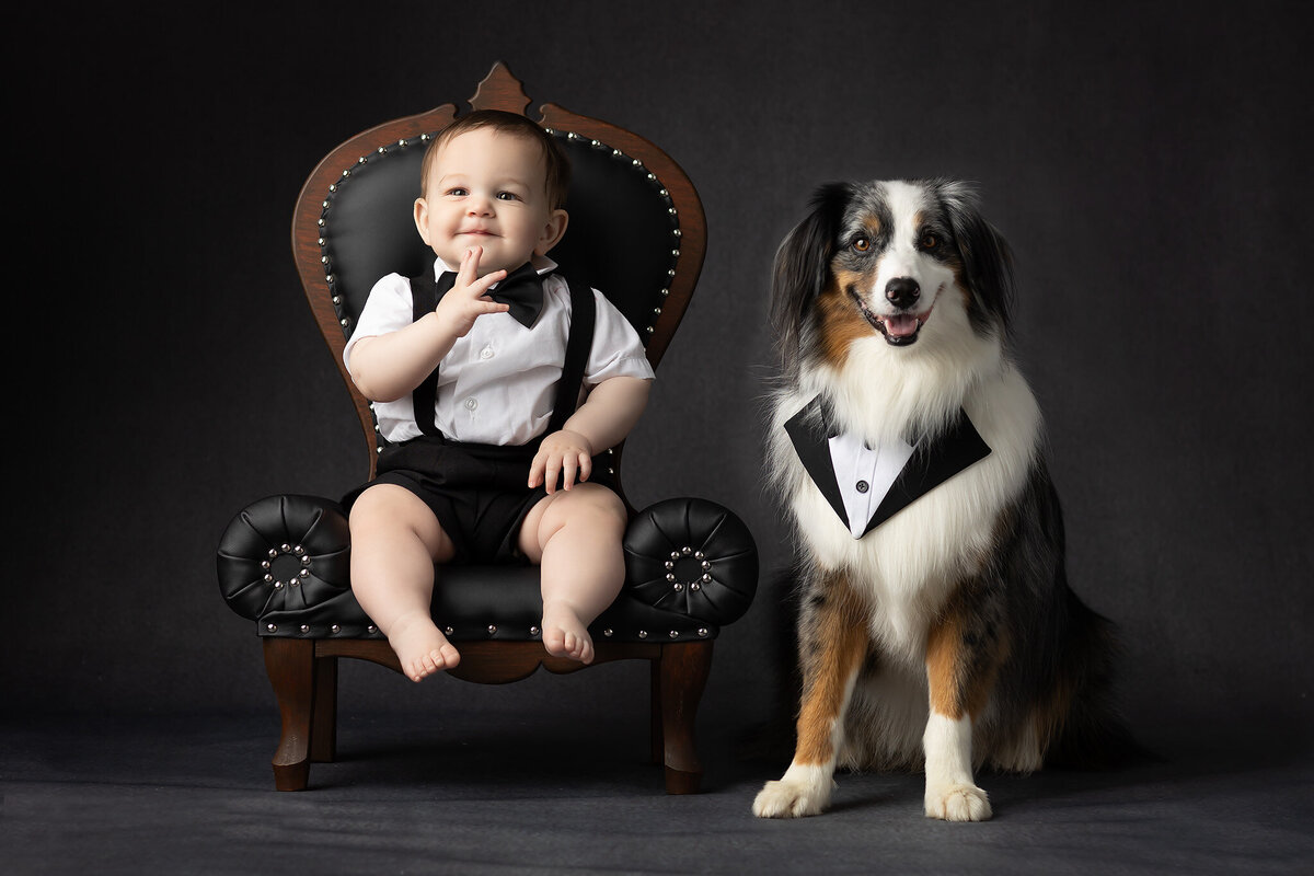 Dallas milestone photographer captures a baby boy in formalwear sitting on a black and wood accent chair next to a well-groomed Australian Shepherd in a tuxedo bib, both posing confidently against a dark studio background.