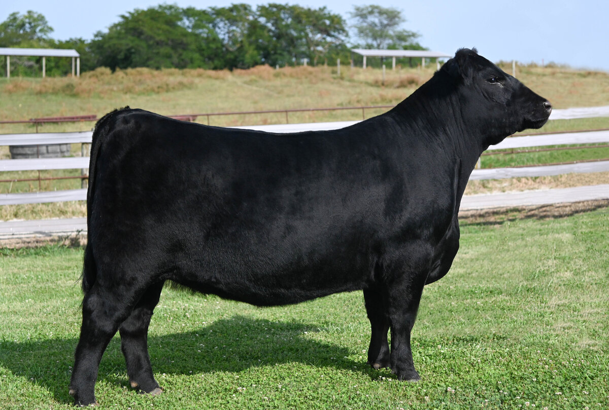 show cow sale picture