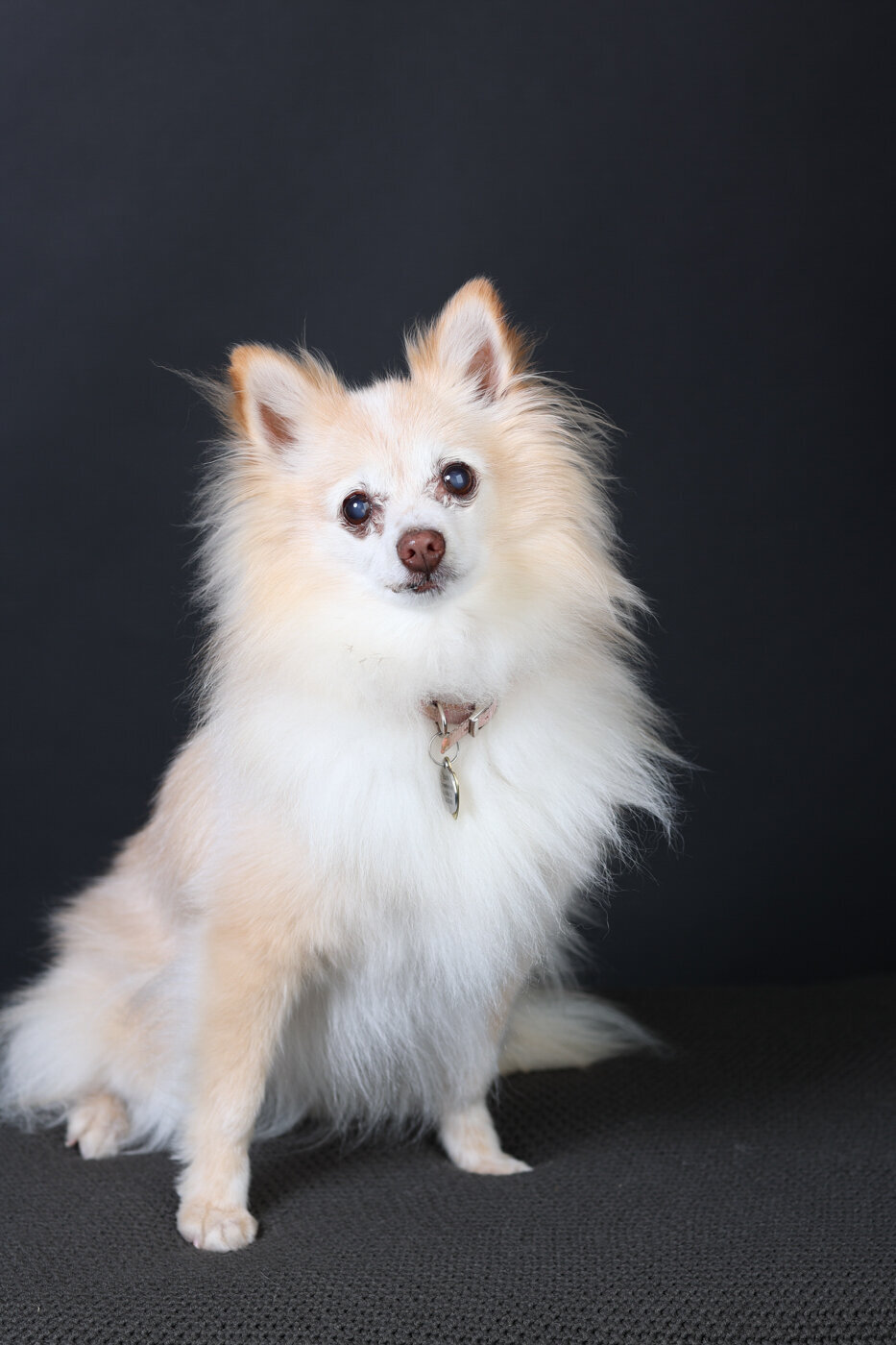 Bay Area Dog photograper-5325