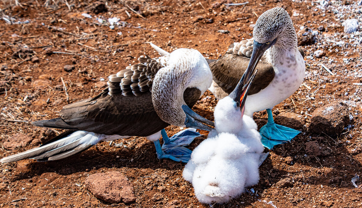 Blue footed boobie eating