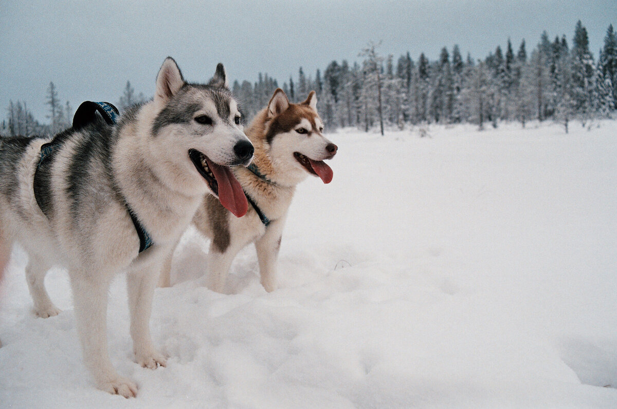Lapland_Fotoreeks_16
