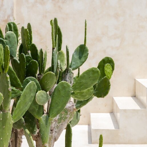 haute-stock-photography-subscription-bali-greens-collection-final-9