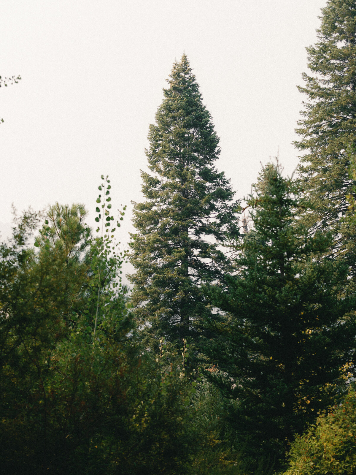 Boise Wedding Photographer (106 of 205)