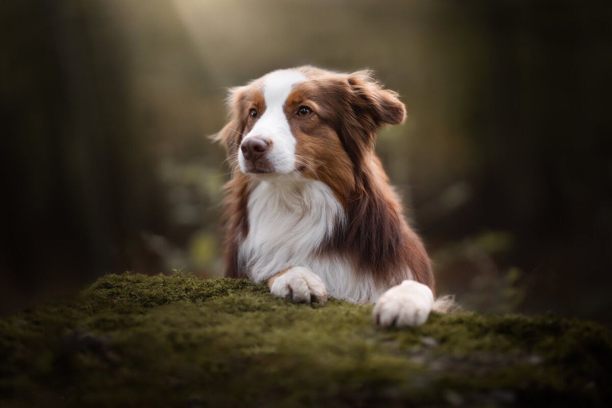 Bo-Balou_dog@Meraki.Fotografie-3