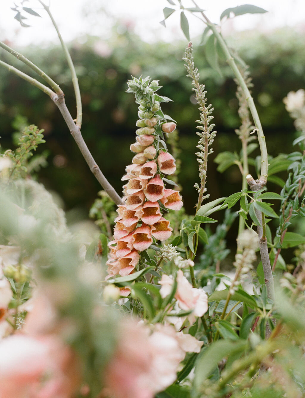 AnnaCalvin-Wed2025-517