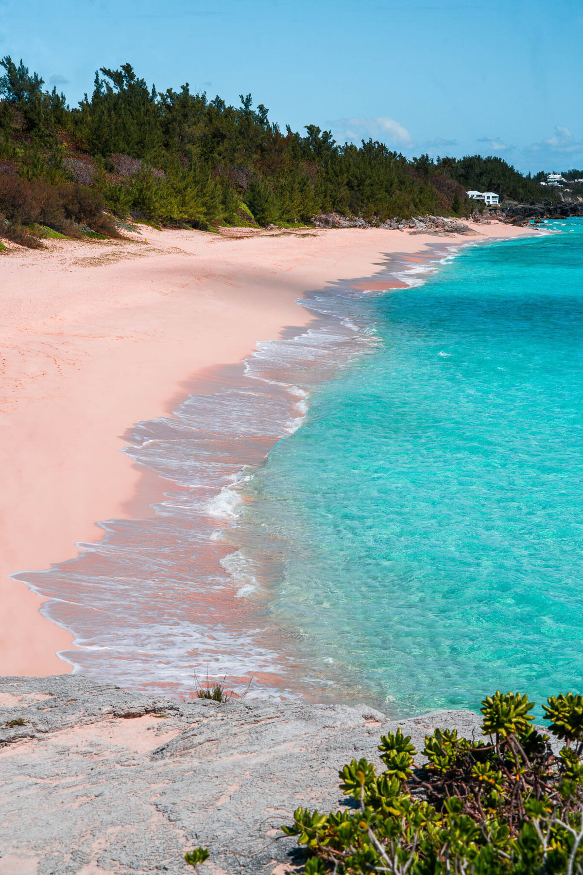 Pink sand beach with turquoise waves and lush greenery under a clear blue sky.