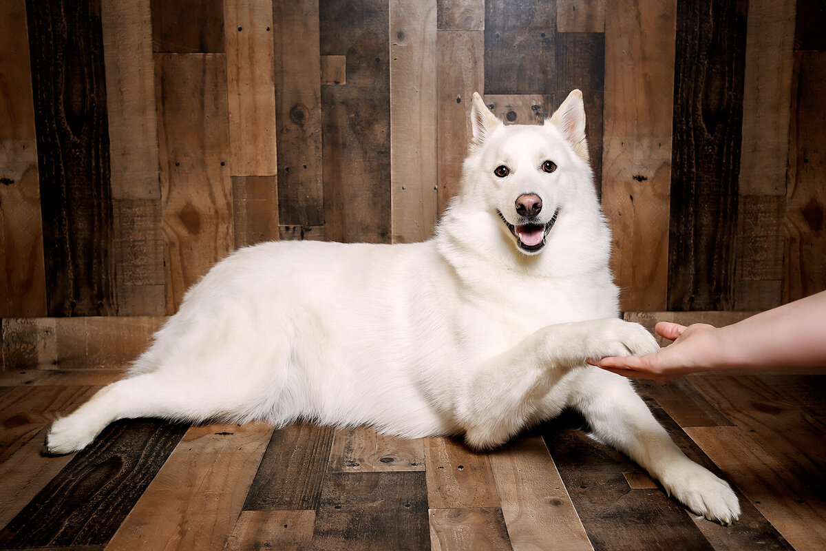New Orleans Pet Photographer 66