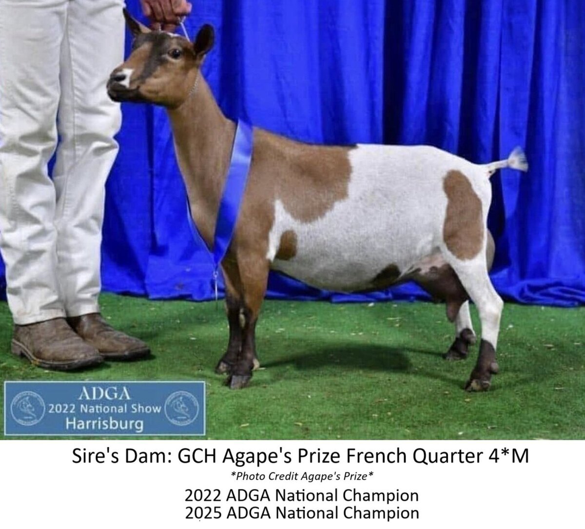 sire dam