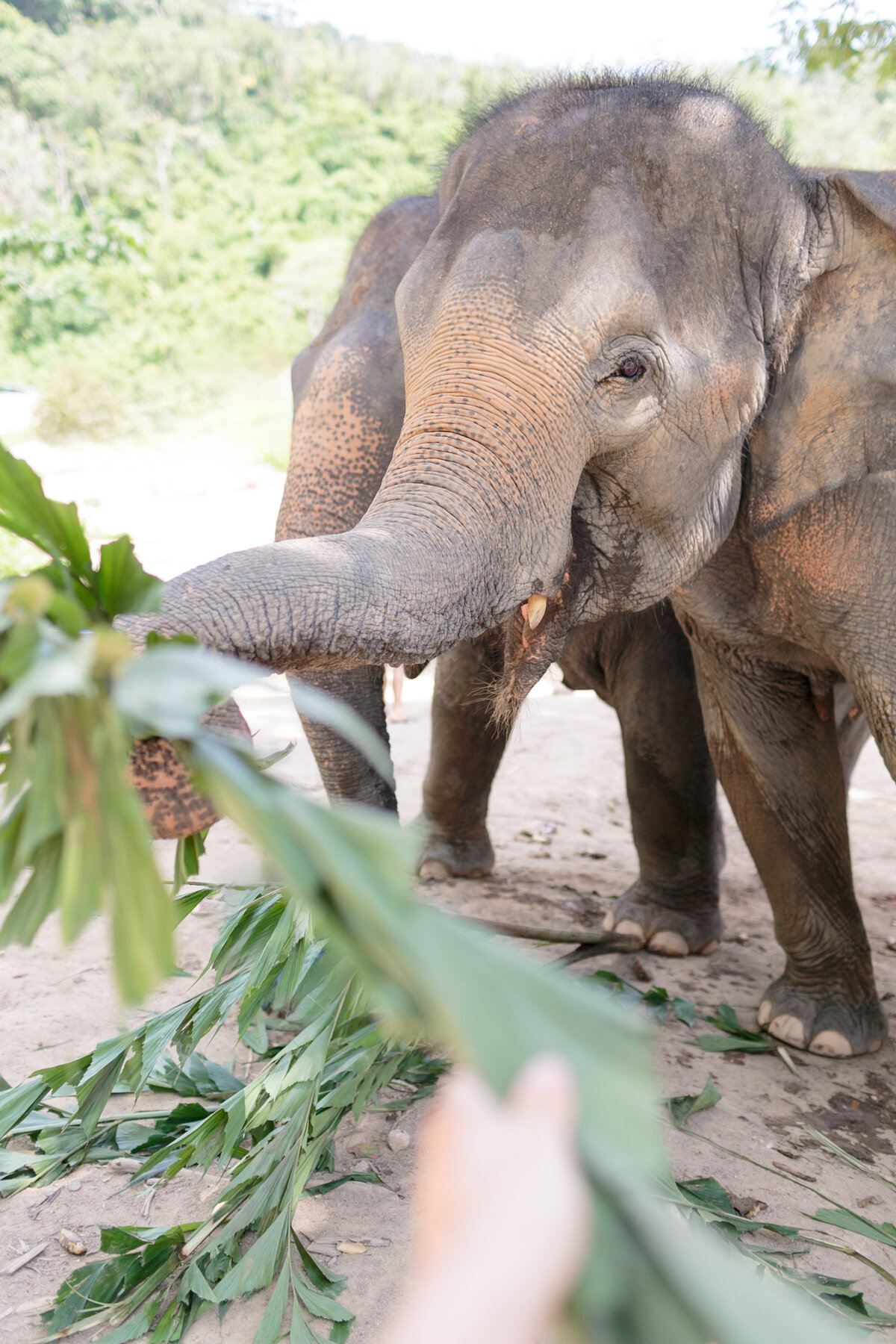 2017July-ChiangMai-Phuket-Thailand-0339