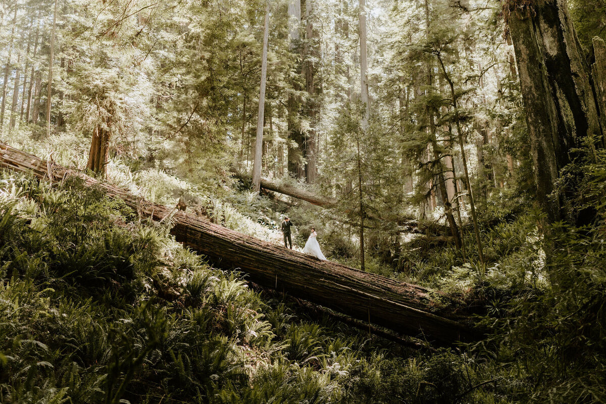 Jedidiah elopement couple walking across old fallen tree