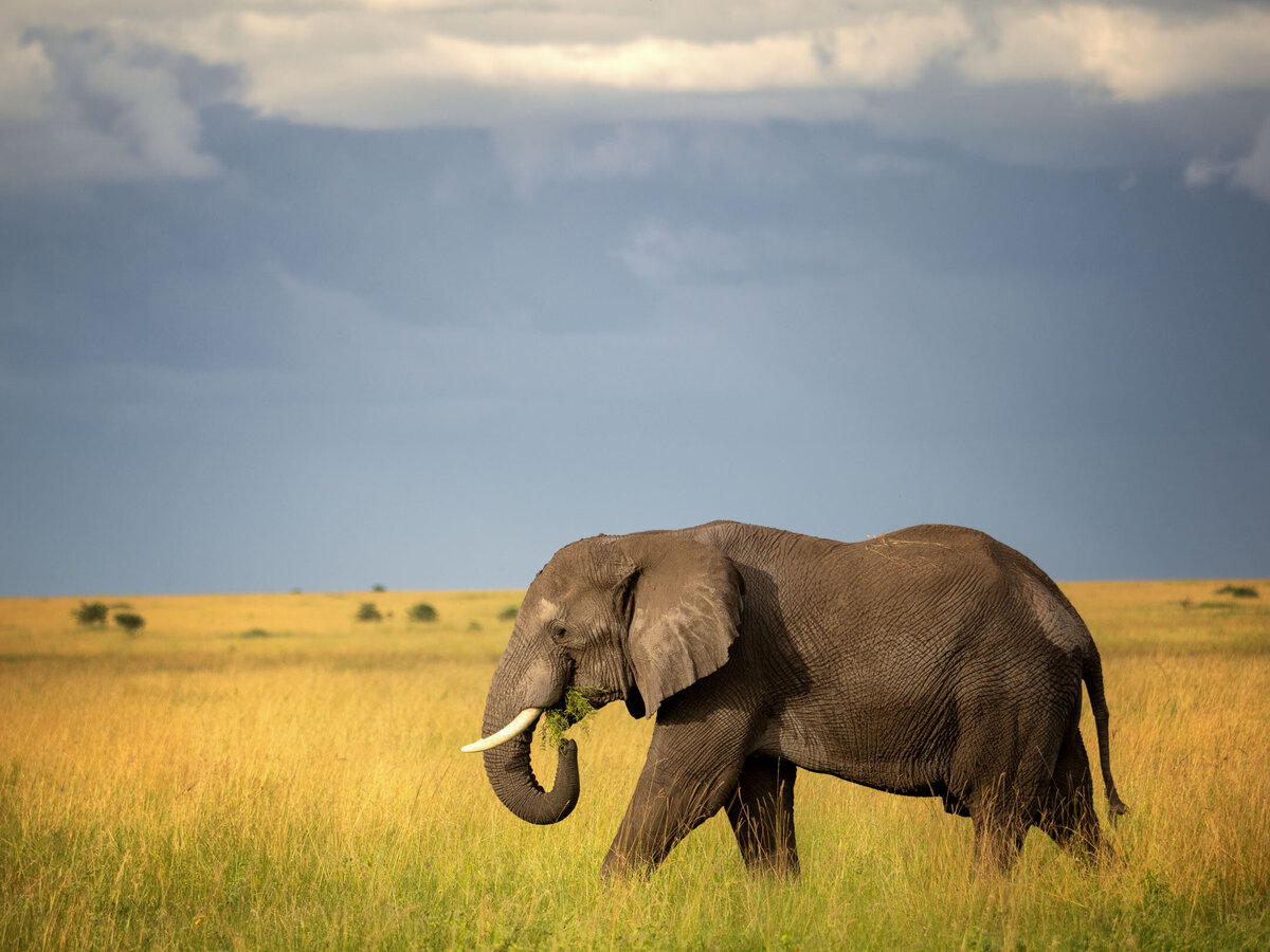 website-serengeti-animals7