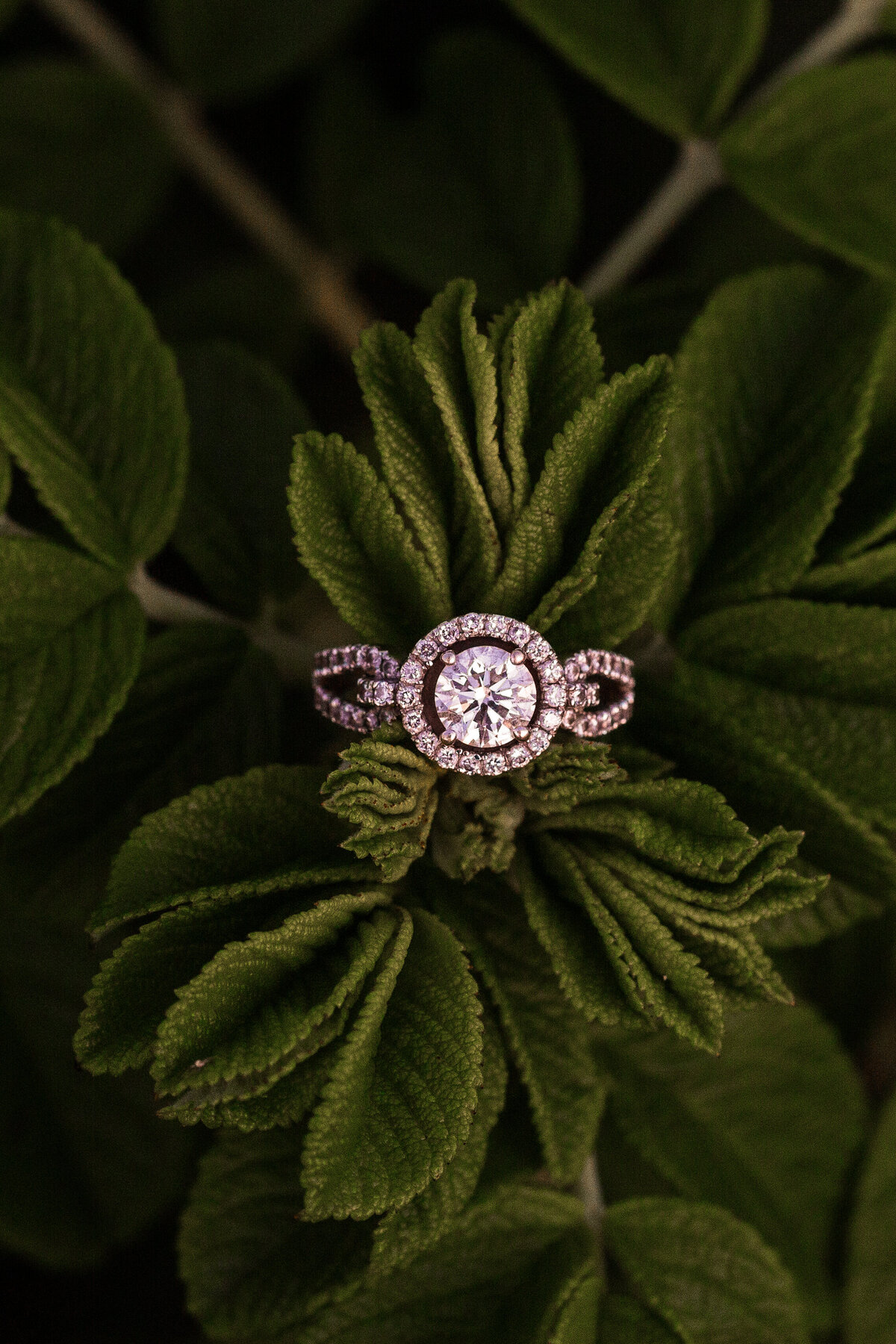 LH Engagement-52