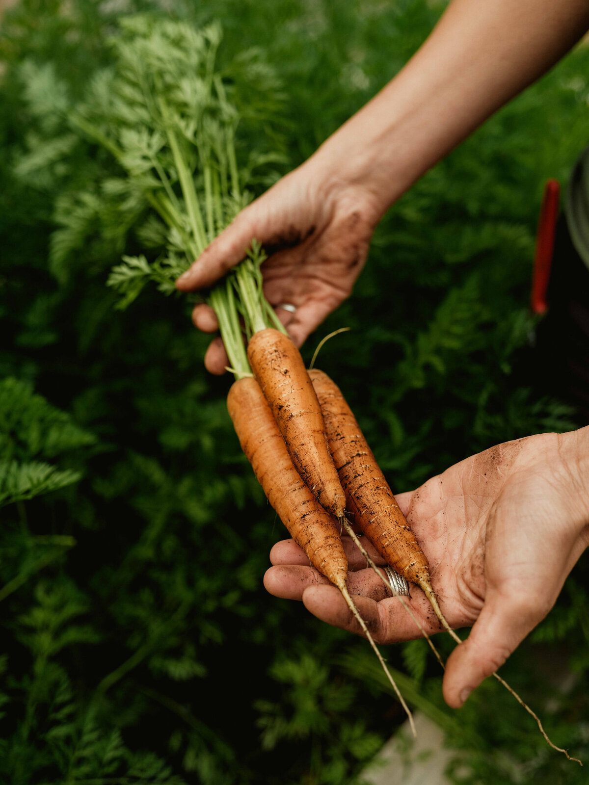 Love+Carrots_June2023-105