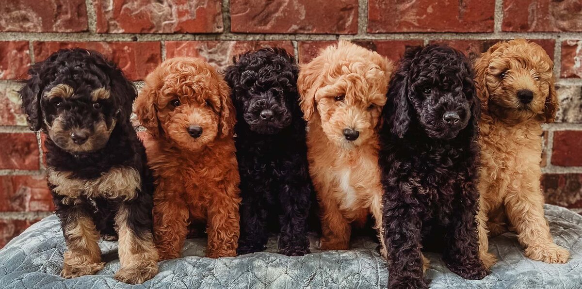 Salish Sea Miniature Poodles--113