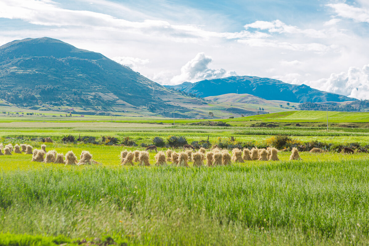 031-KBP-Peru-Cusco-Sacred-Valley-Llamas-001