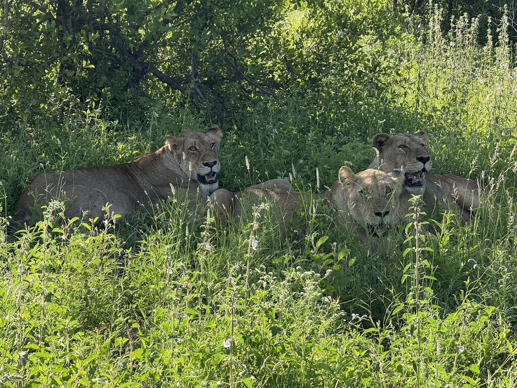 lions hiding out in the open