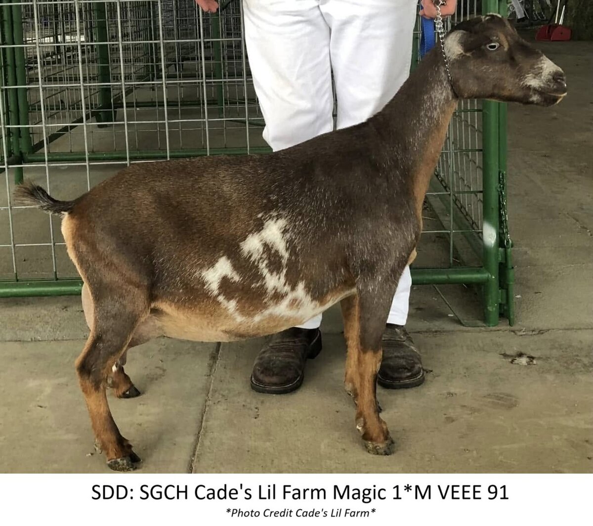 sdd