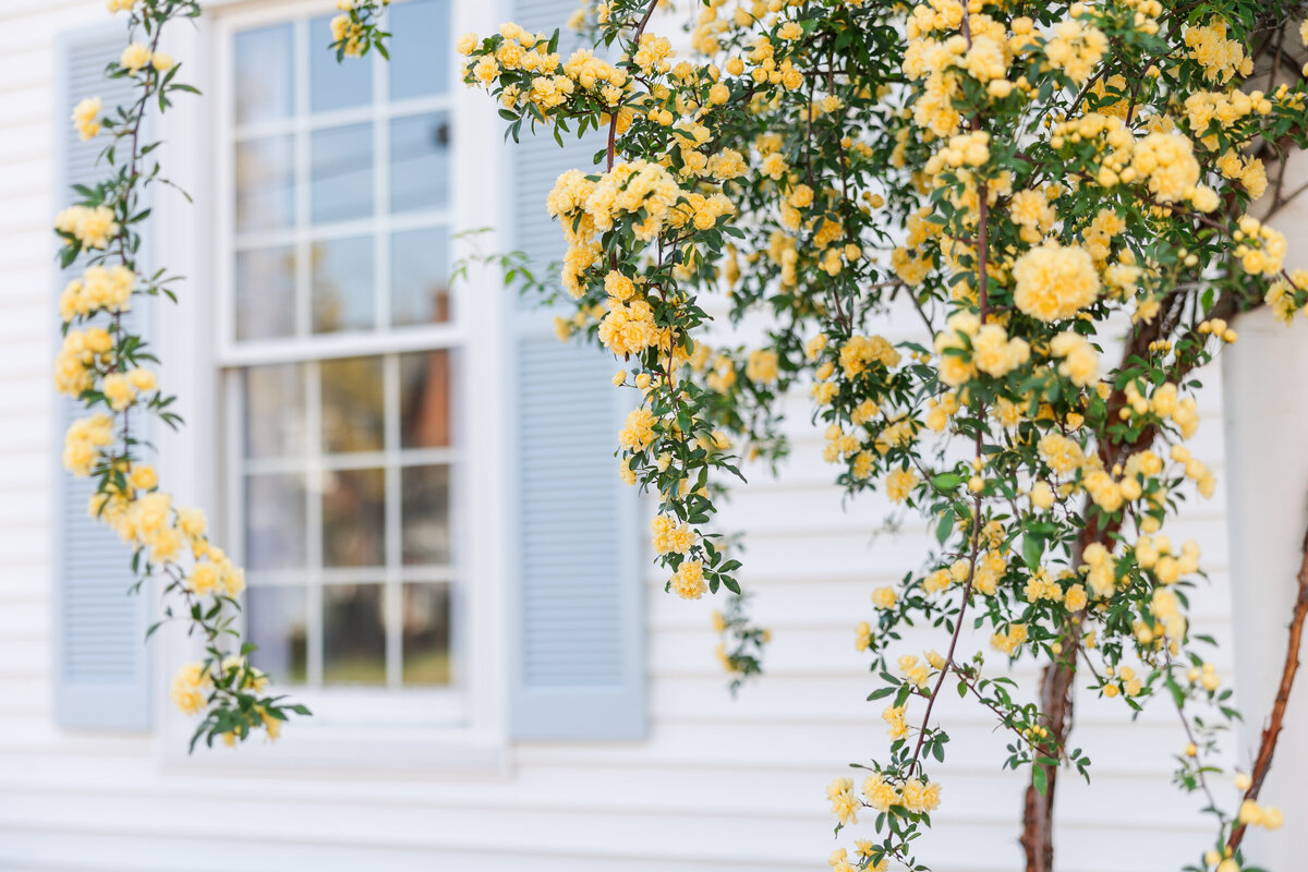 a close up of flowers hanging outside a photography studio