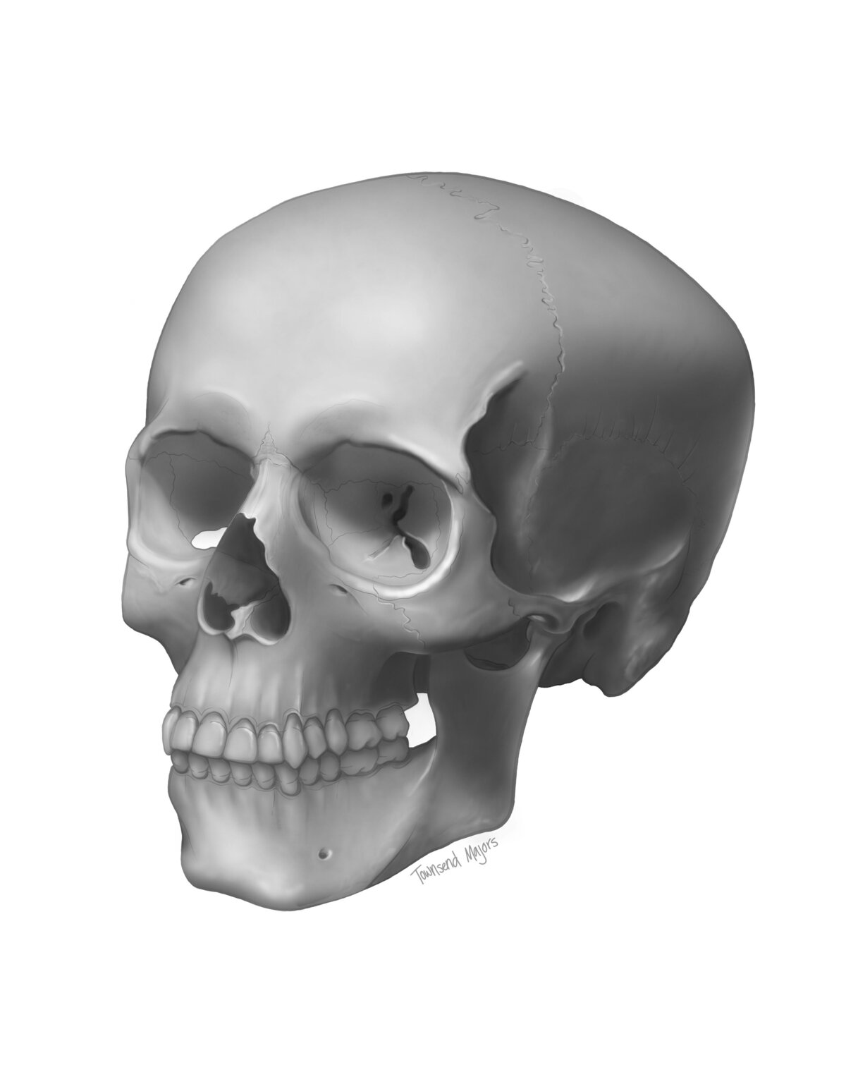 Townsend Majors' illustration of an anatomical skull