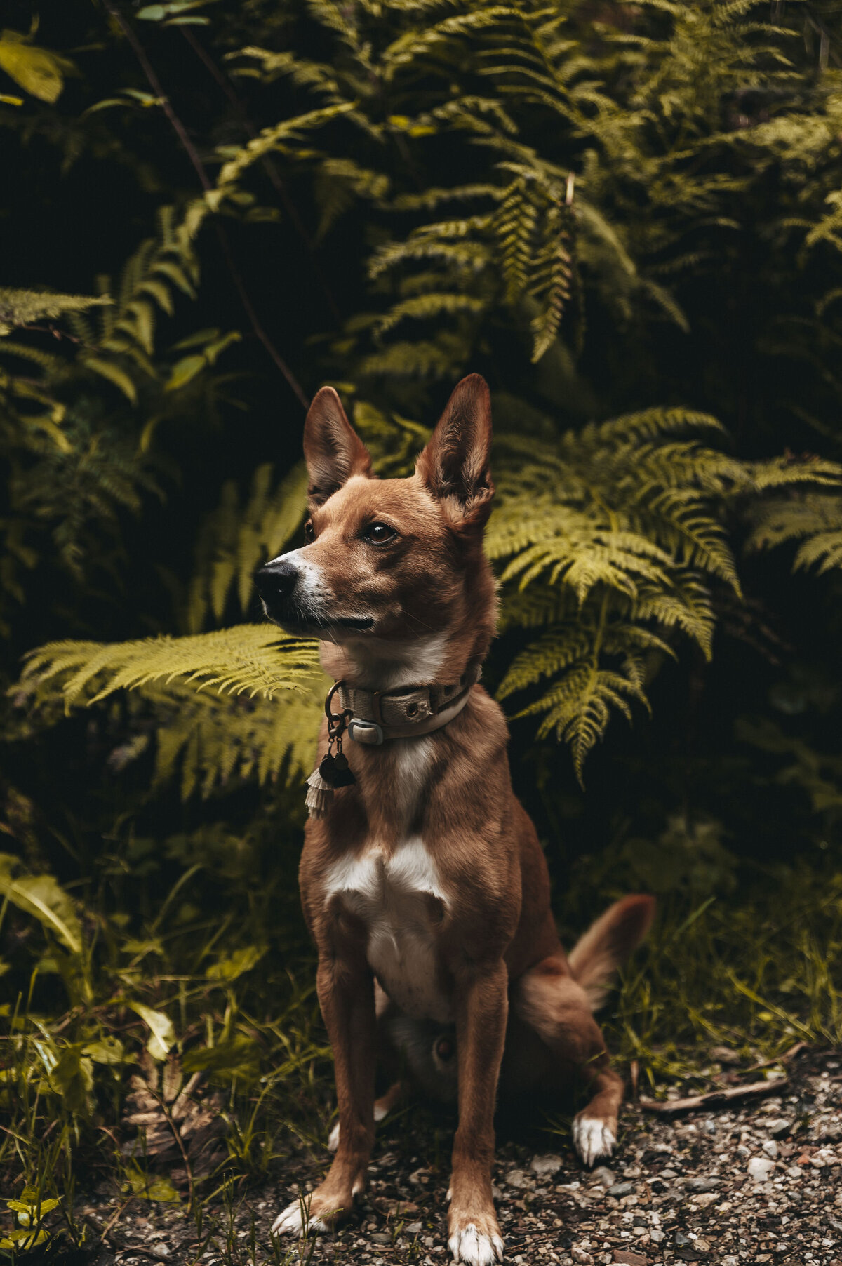 hunde-jufenalm-urlaub-boho-hotel2