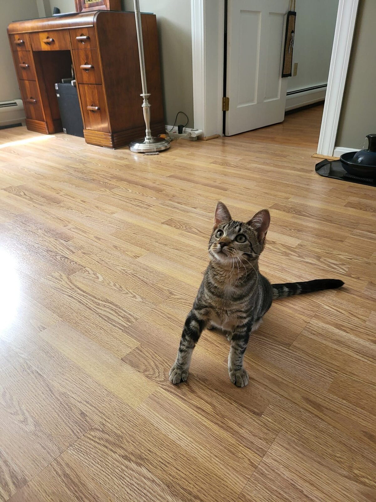 crazy kitten