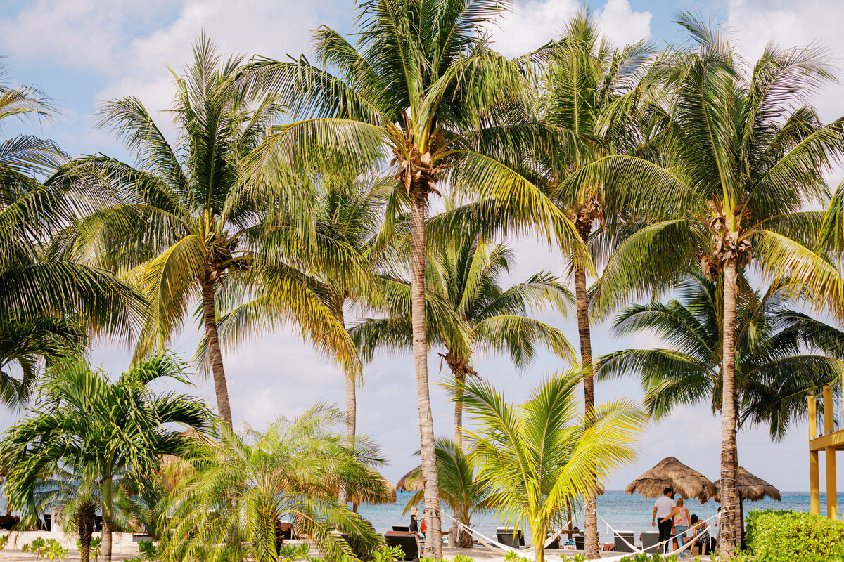 palm trees beachfront and blue skies