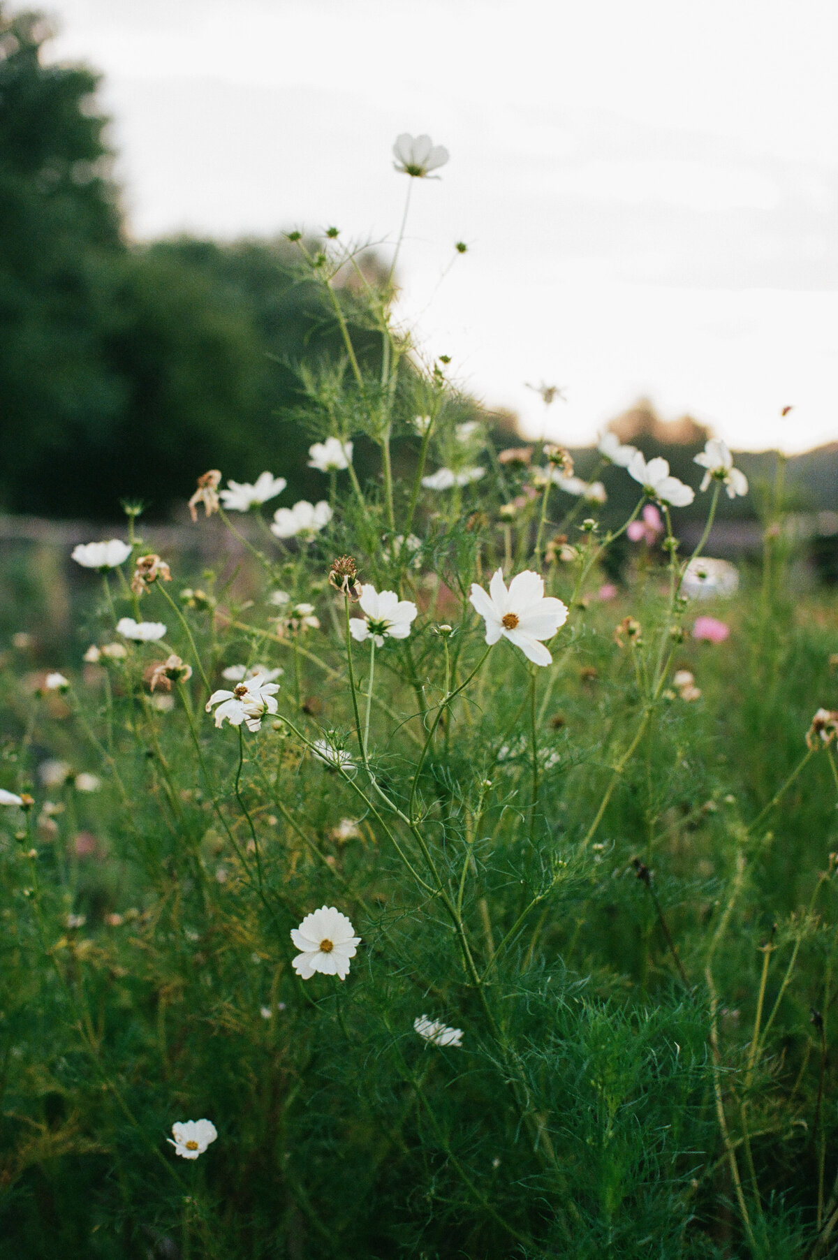 Bridget & Josh-589