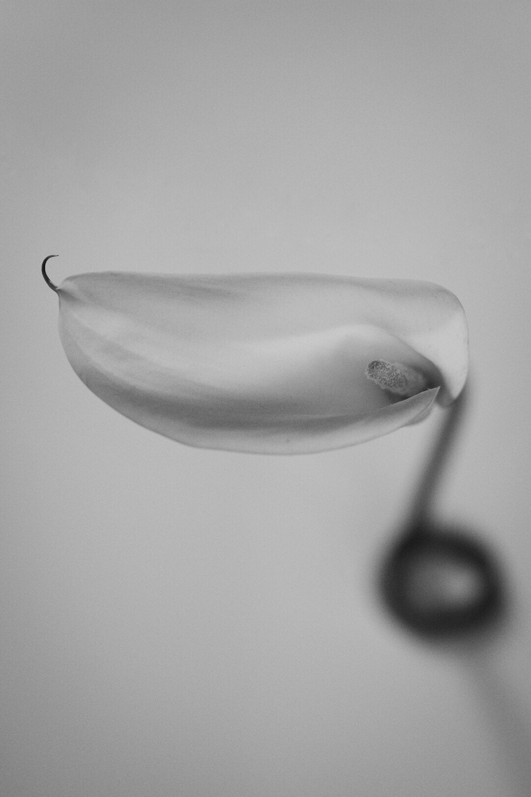 HANATABA_8_BNW-1