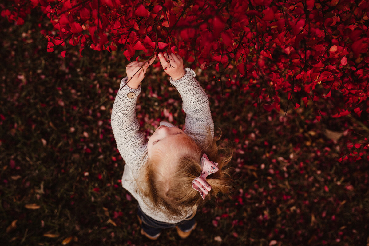 A little girl is reaching up and picking vibrant red leaves from a bush.