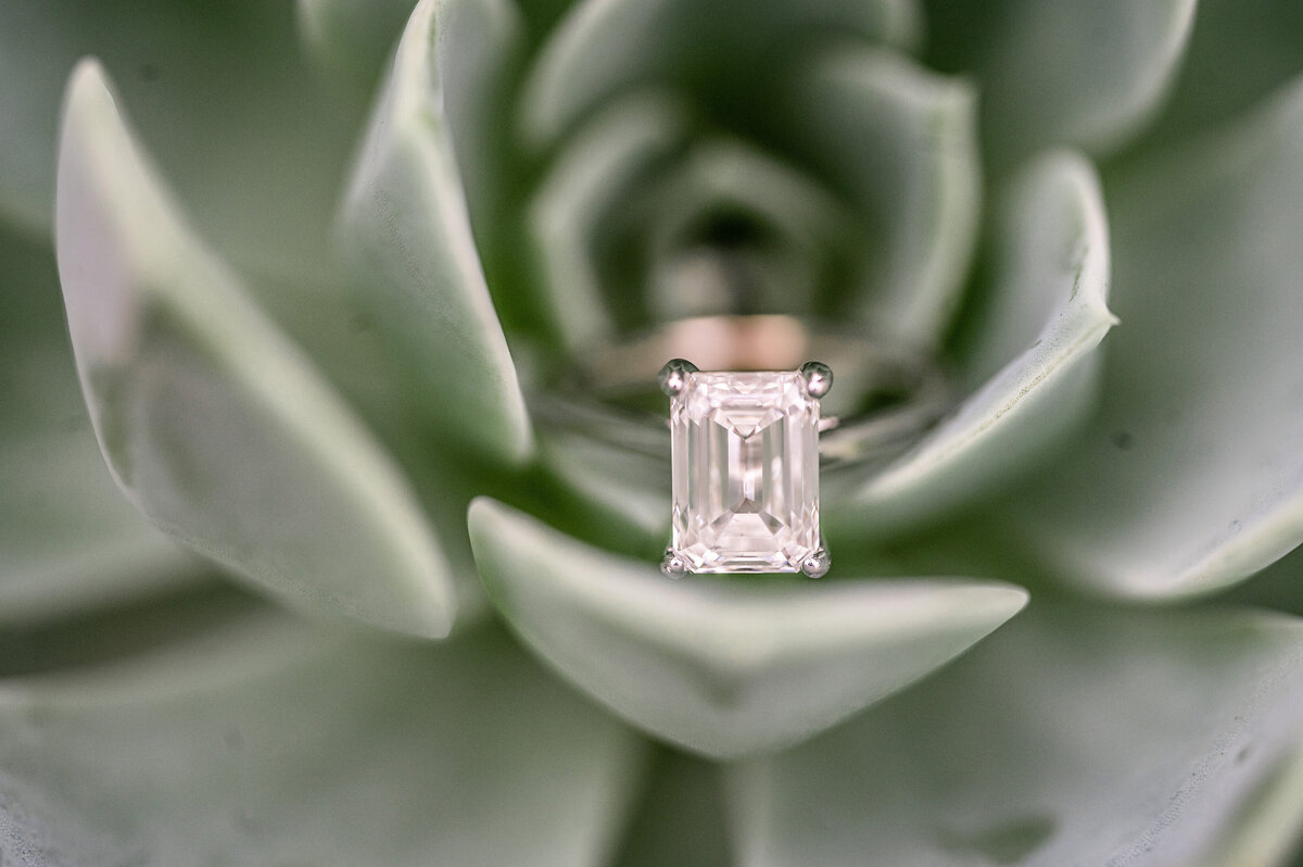 engagement ring in succulent