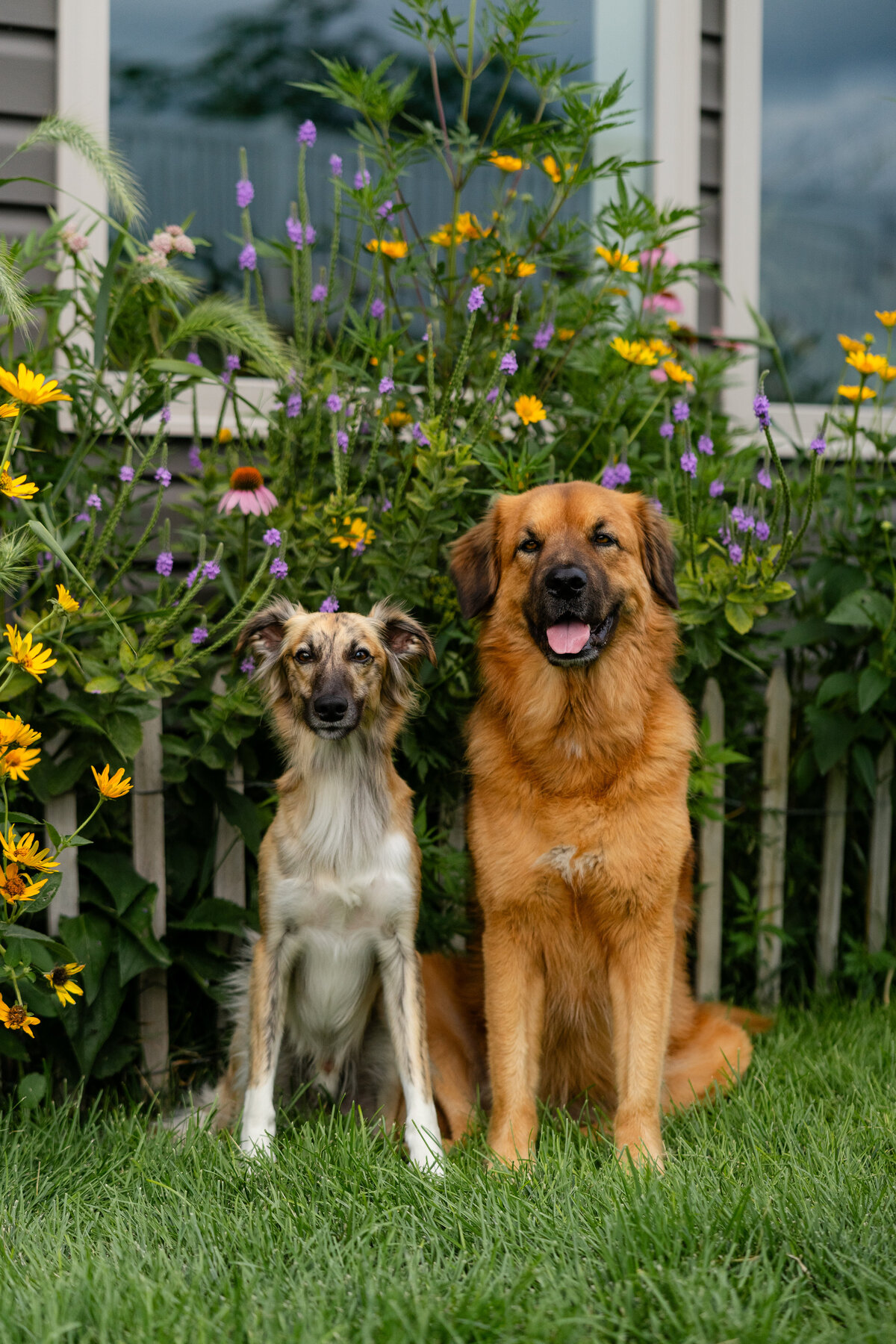 Jasper adoptaversary take ii (2 of 7)