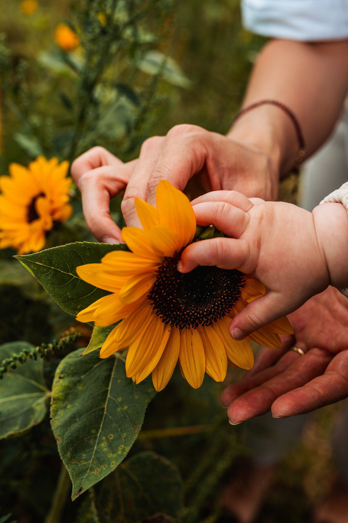 Close-up of hands holding a sunflower during Ottawa summer mini session.