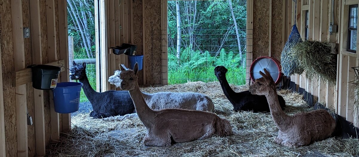 All alpacas in barn