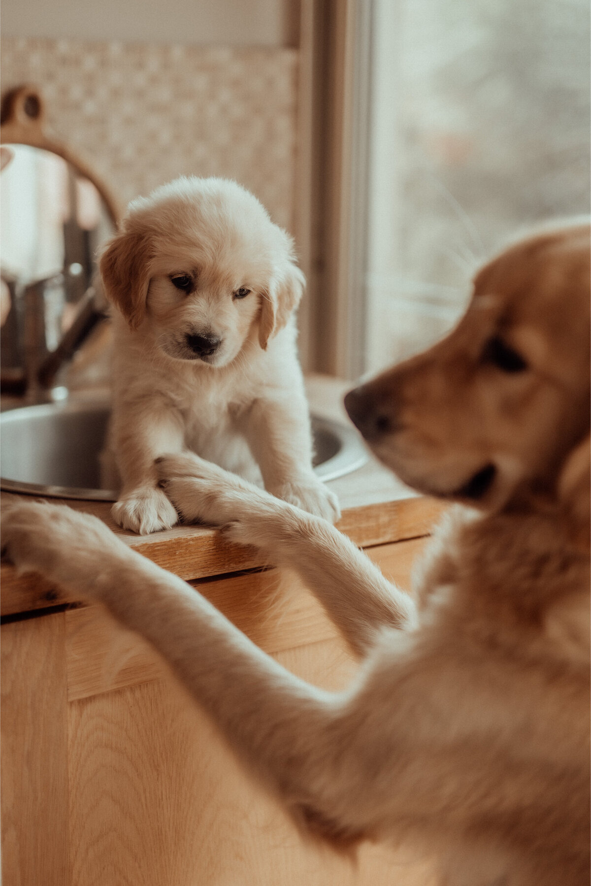 the-lifestyle-phodographer-perth-family-pet-photographer-litter00005