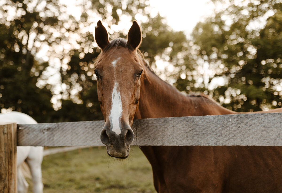 curiouscourtneysphotography-261
