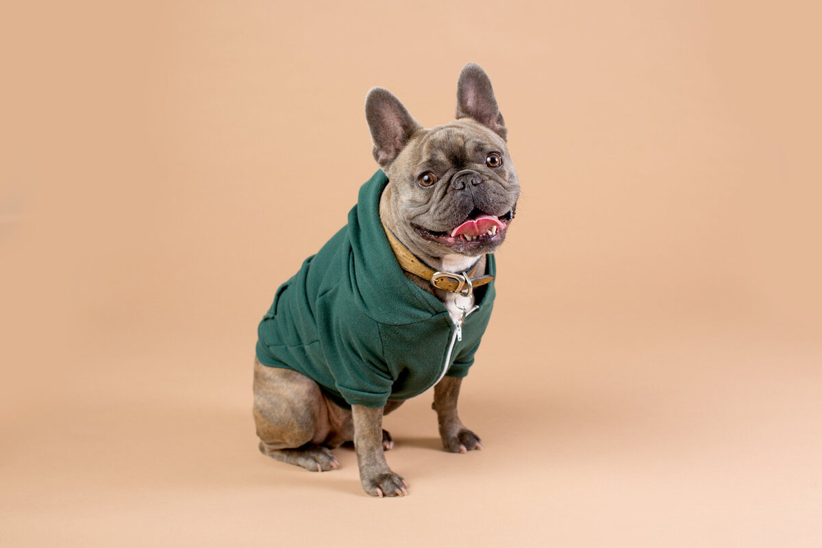 pet-photos-myrtle-beach-1500_006