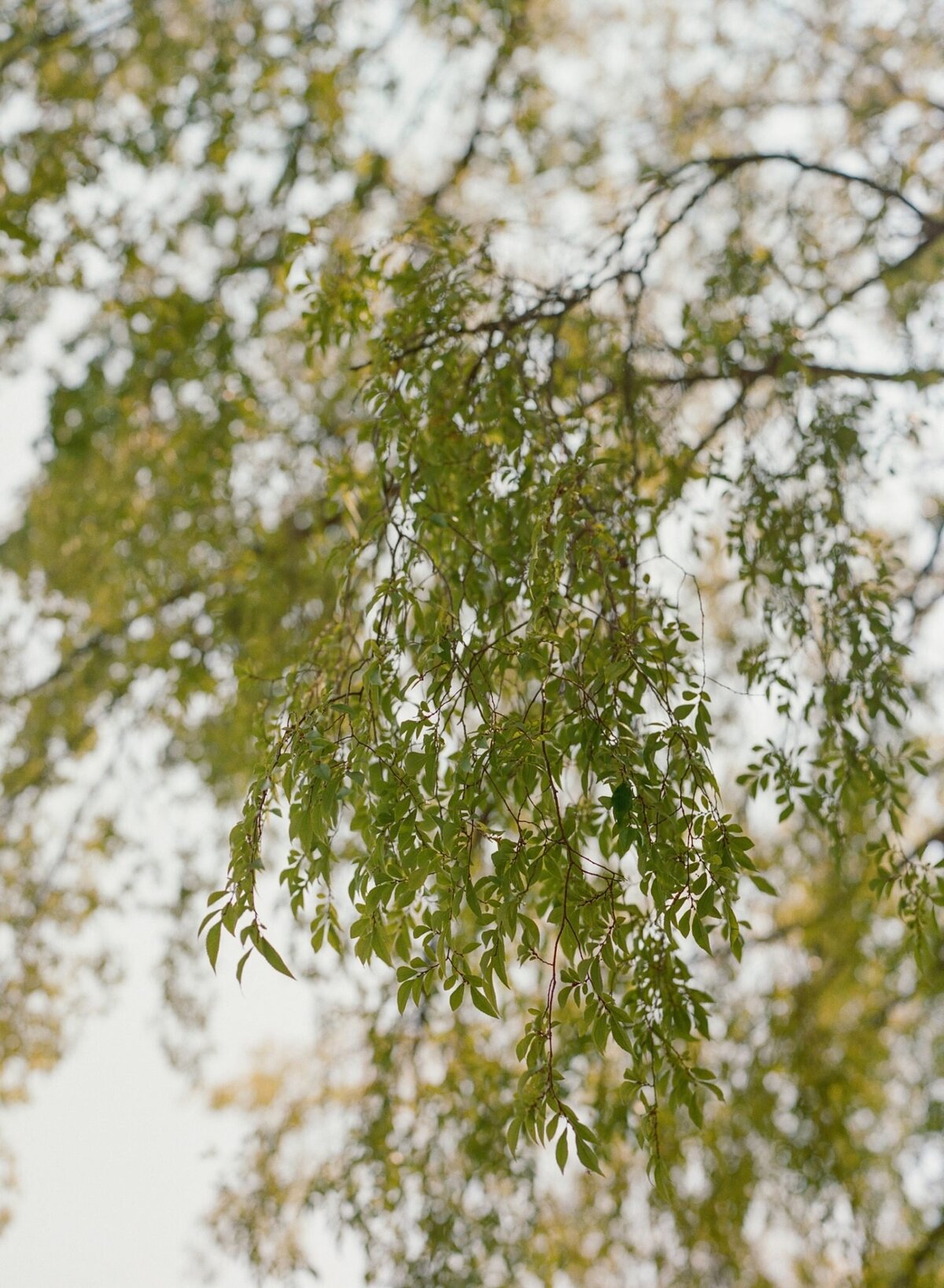 NinaDanTheEstateYountvillePavilionandBarrelRoomWeddingCassieValentePhotography0007-1500x2048