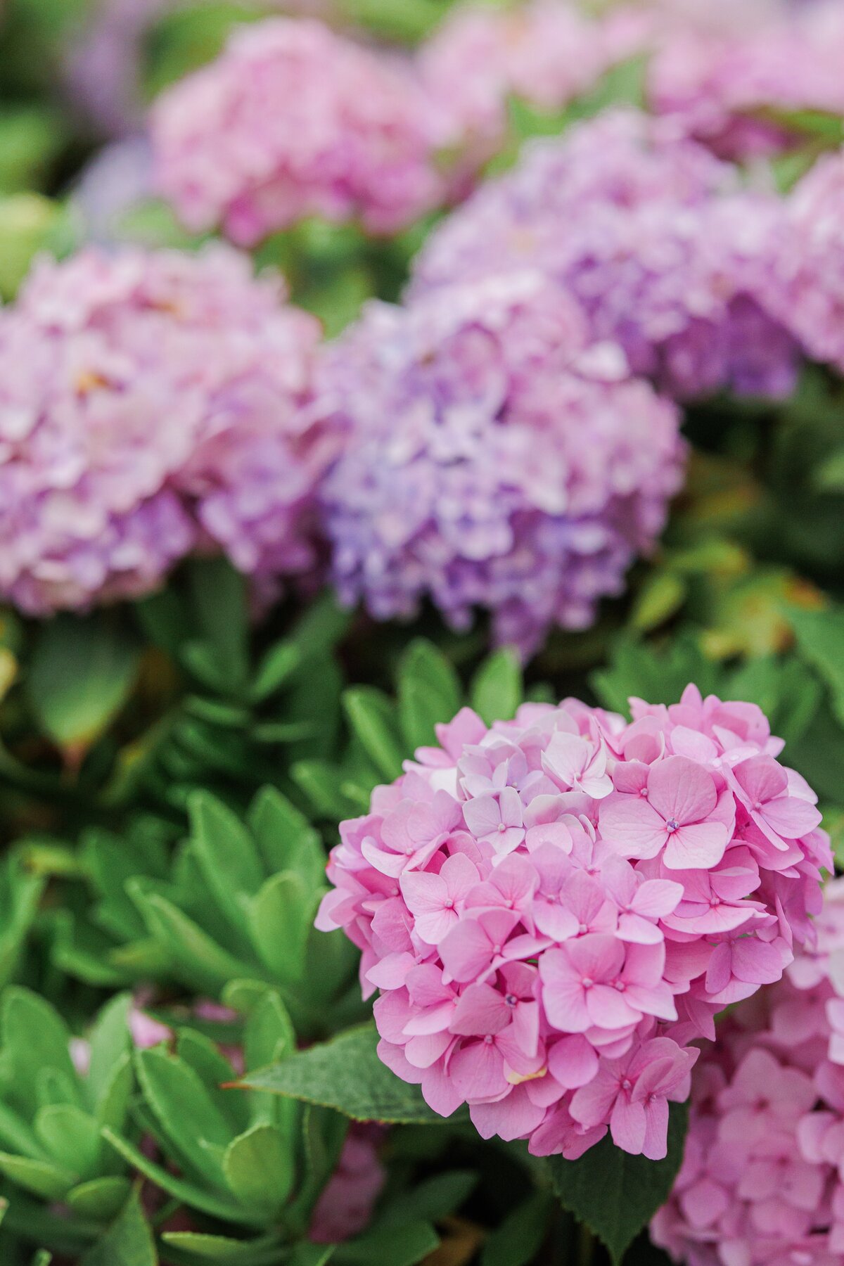 Close-up of pink hydrangea blossoms in full bloom with green leaves, with blurred purple flowers in the background, taken at Chatham Bars Inn in Chatham, Massachusetts — representing the portfolio of a Cape Cod engagement photographer.