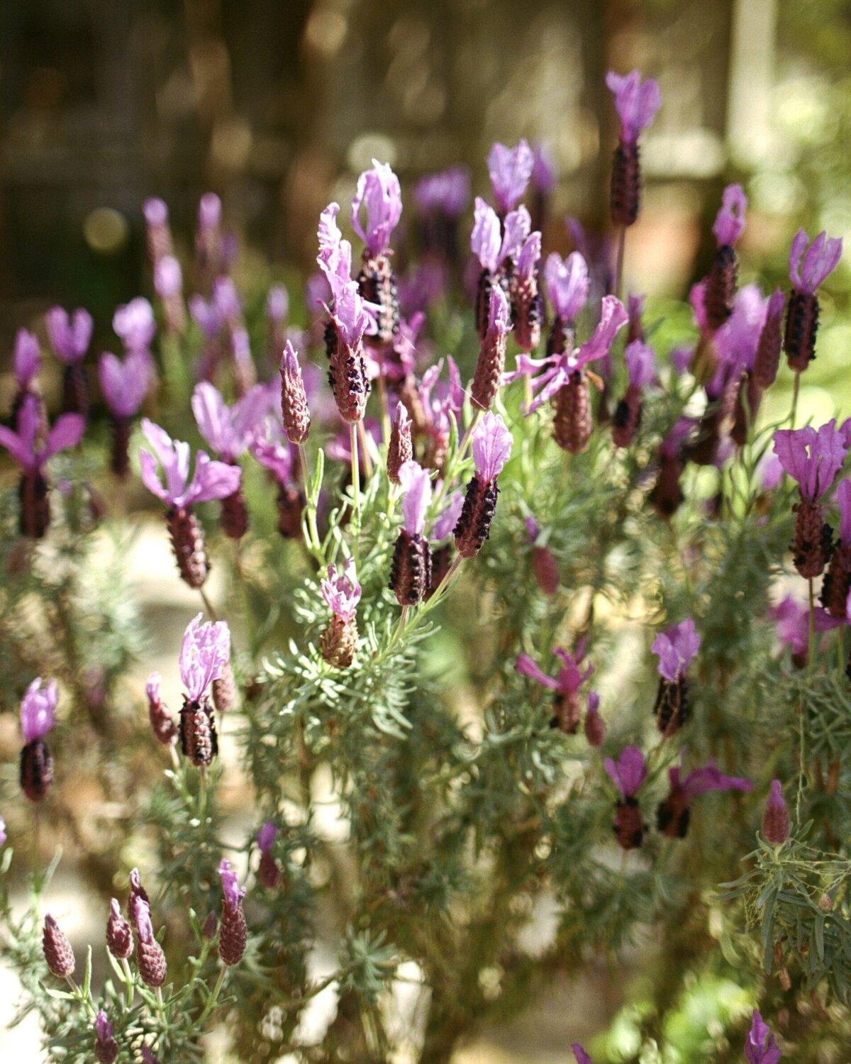 Lavender flowers in full bloom under natural sunlight, captured on film in Carmel, California — by Kate Winters Photography, a documentary wedding photographer.