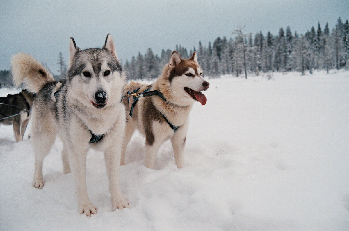 Lapland_Fotoreeks_20