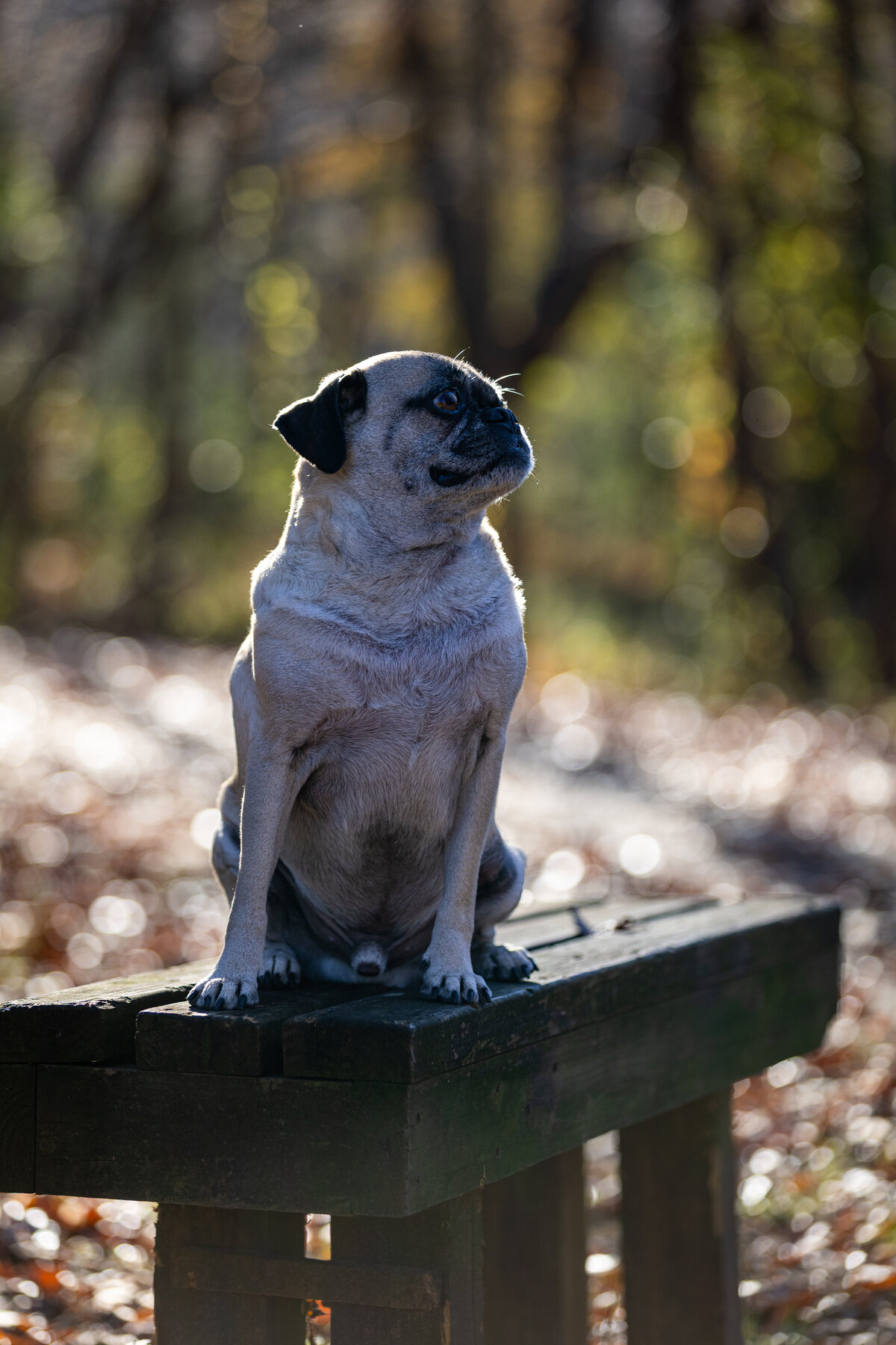 A fawn pug sitting on a bench looking off.
