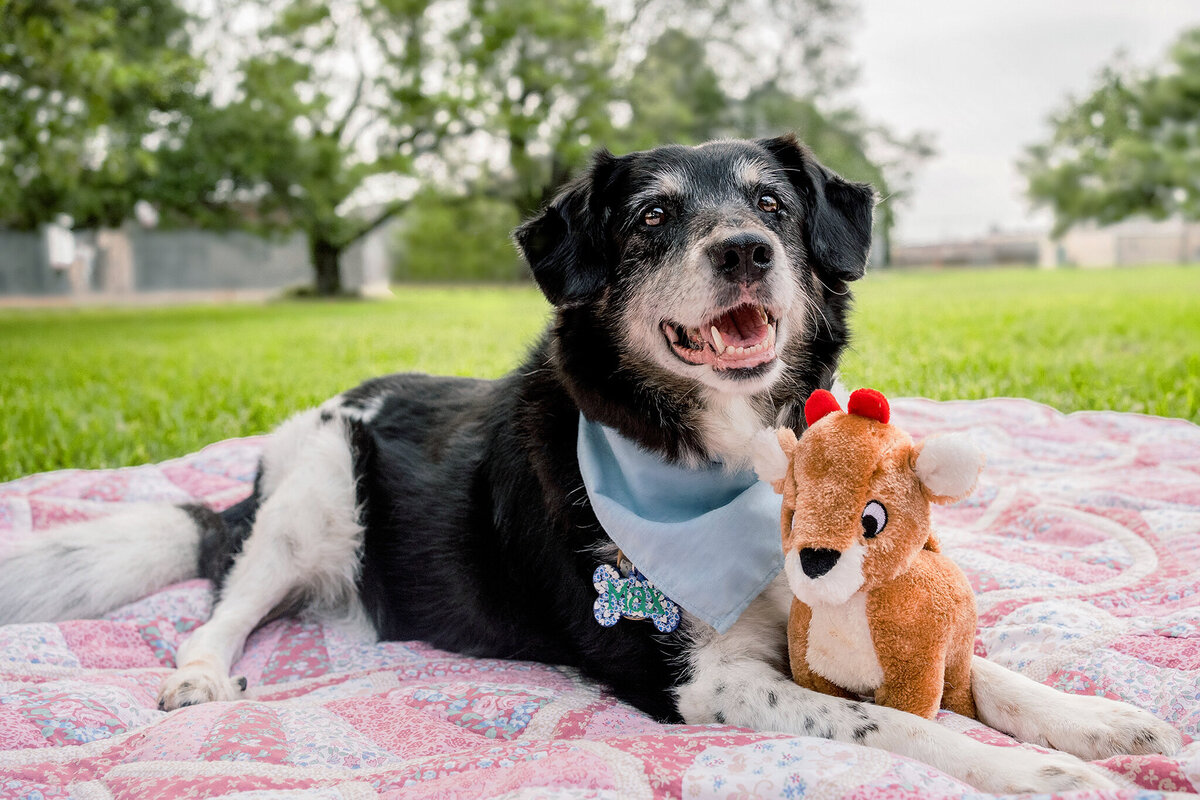 New Orleans Pet Photographer 19