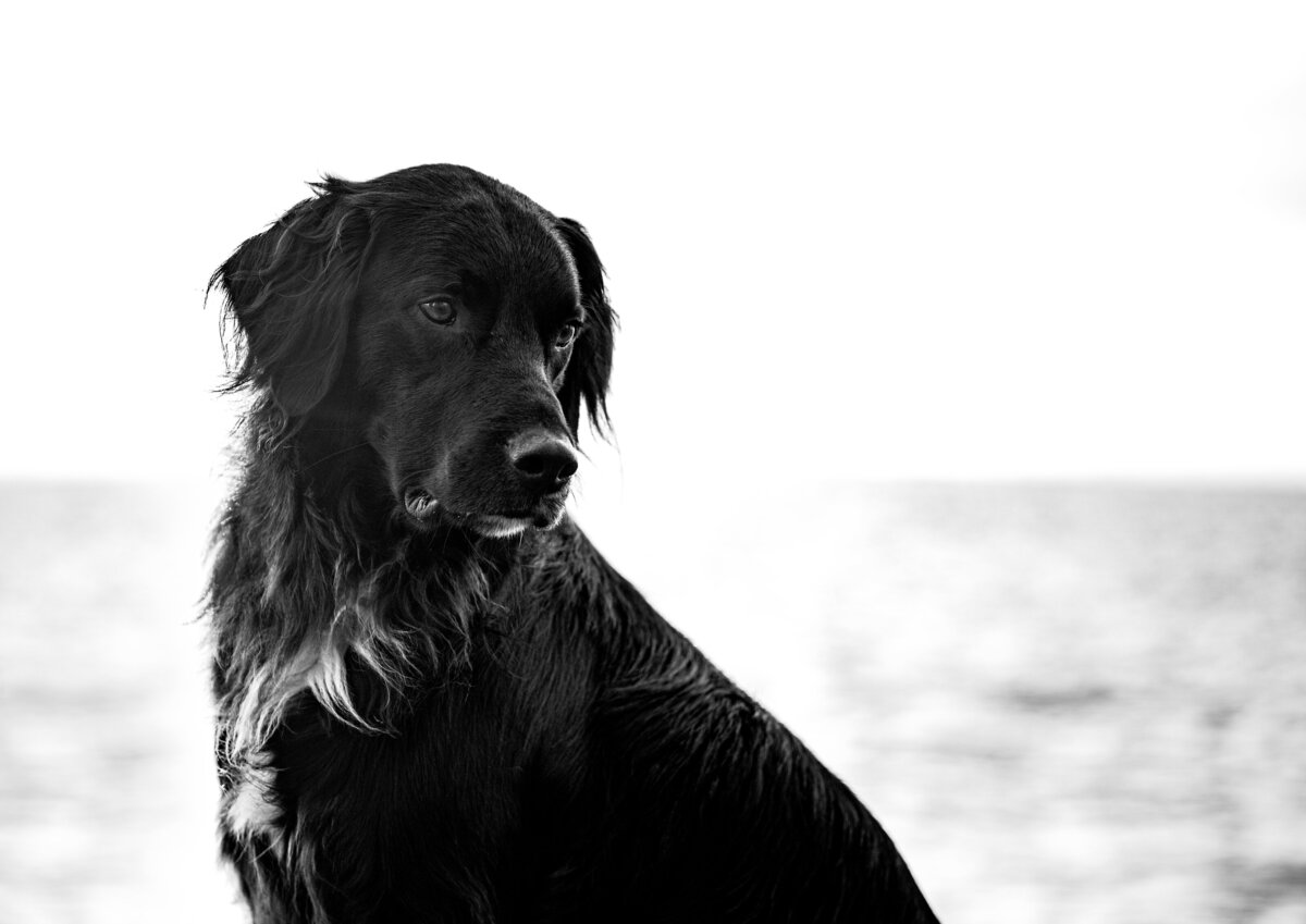 Revelaire Maryland Fine Art Pet Photography e3f