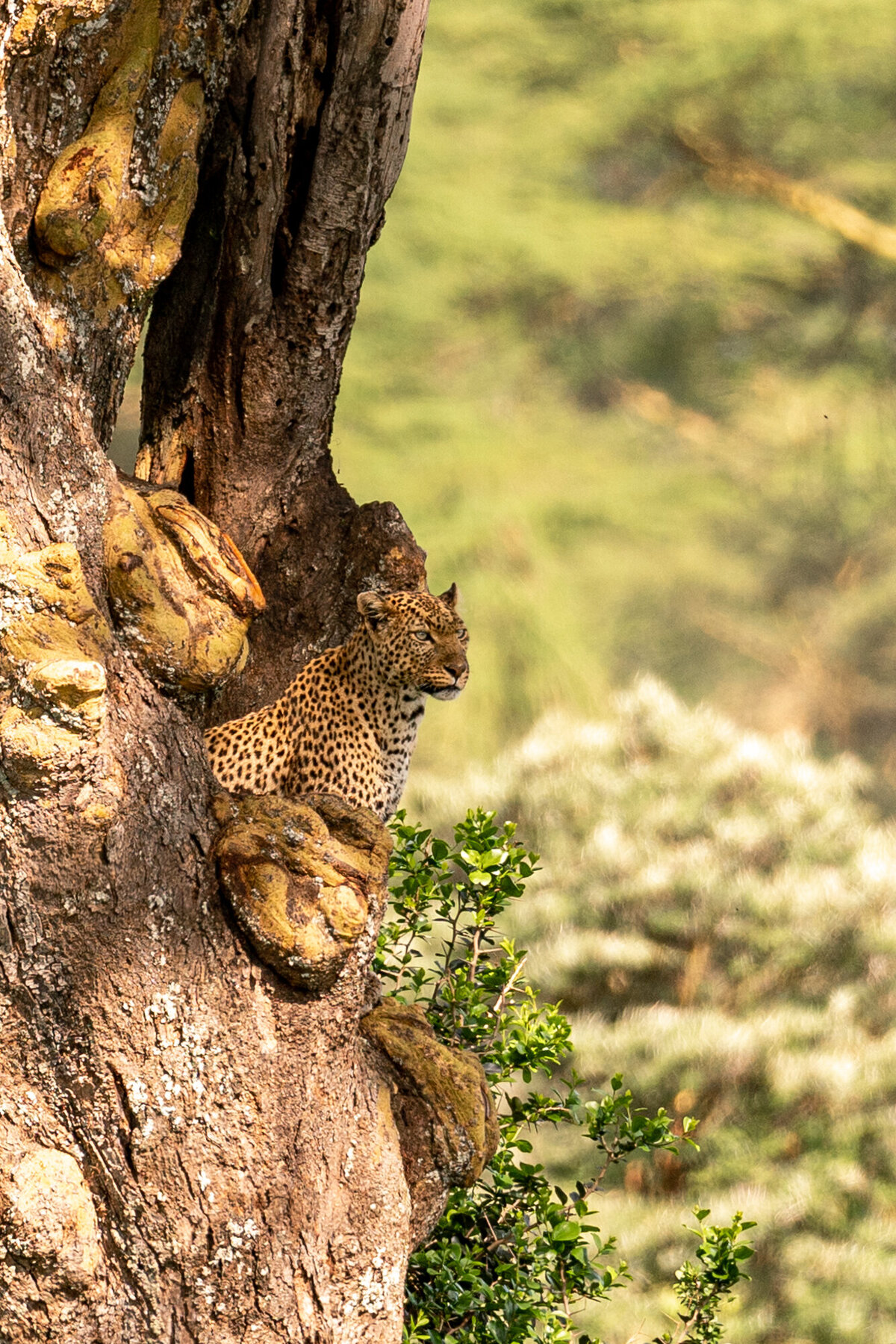 Kenya_Prints-19