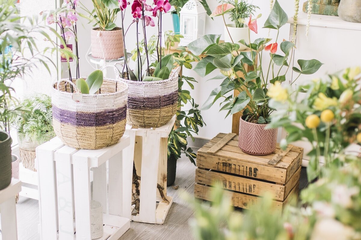potted-plants-flower-shop