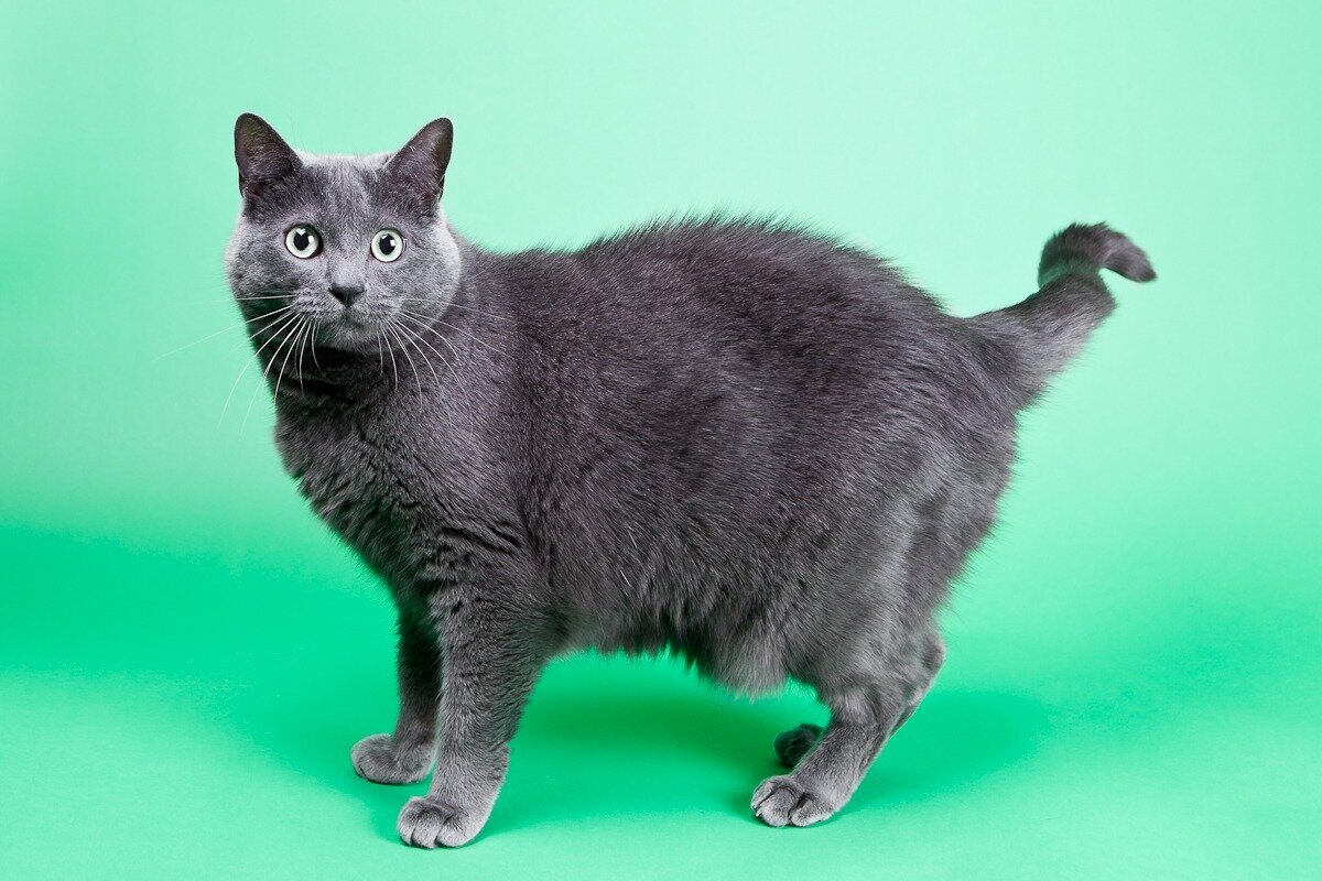 gray cat on a green backdrop taken in  photo studio